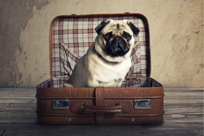 pug in suitcase