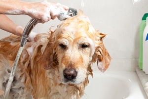 golden retreiver being washed