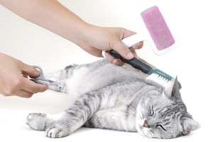 brushing cat with comb